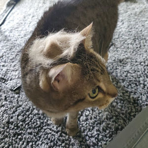 Meet your Posher, Maggie